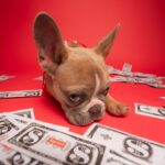 a small dog laying on top of a pile of money